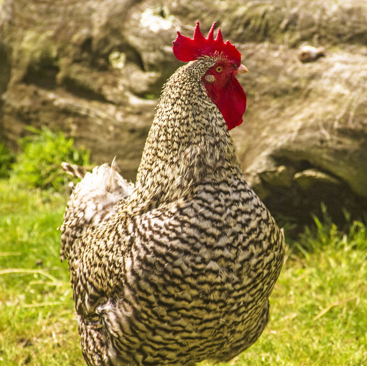 Black-and-white barred rooster standing on grass outdoors