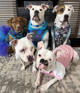 Five dogs in shirts and bandanas posing together on an indoor rug