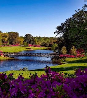 Wooden bridge over a pond in a flowering garden with pink azaleas and green trees under blue sky