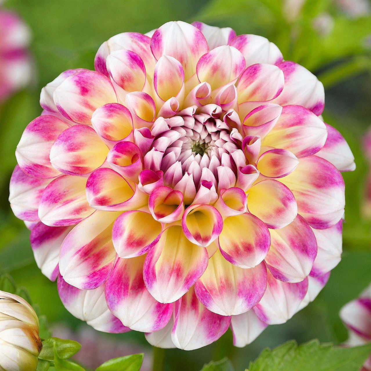 Close-up of a colorful dahlia flower with pink, yellow and white layered petals