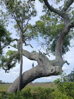 Crooked Tree