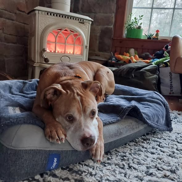 Pit Bull Resting Indoors