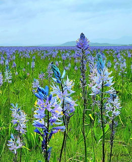 Blue and purple camas lilies in a green meadow beneath a blue sky