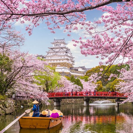 White Japanese castle surrounded by pink cherry blossom trees, red bridge crossing moat, boat with tourists in foreground