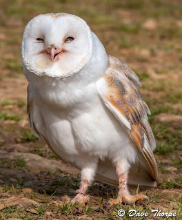 White barn owl with distinctive heart-shaped face standing on ground