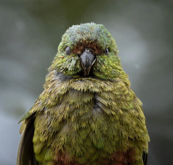Close-up of a Kea parrot with green-brown feathers and curved beak