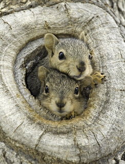 Two baby squirrels peeking from a hole in a weathered tree trunk