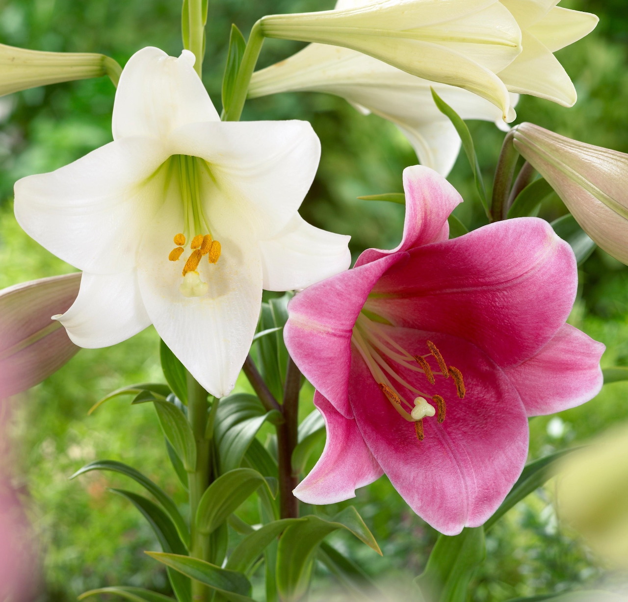 White and pink lily flowers with prominent stamens against blurred green foliage background