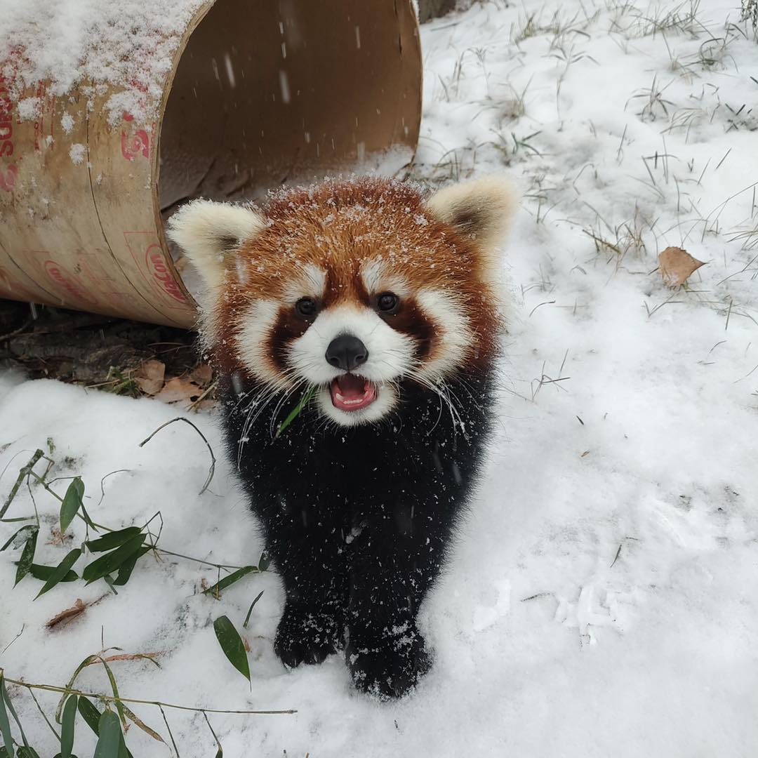 Red panda standing in the snow beside a hollow log during snowfall