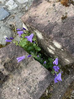 Purple Bellflowers in Rocks