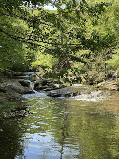 River flowing through green forest with overhanging trees and rocks
