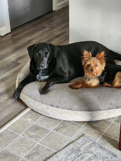 Black Labrador and Yorkshire Terrier lying together on a gray round pet bed on tiled floor