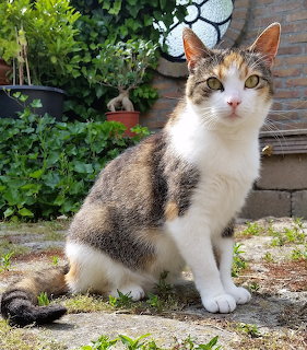 Calico cat sitting on patio next to plants and brick wall