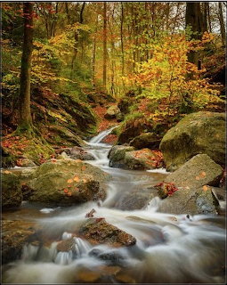 Cascading stream over mossy rocks in an autumn forest with golden and red foliage, Ardennes