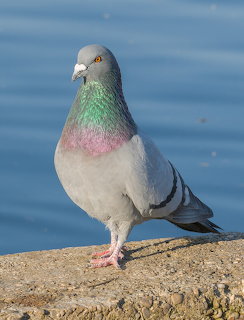 Rock pigeon with iridescent green and pink neck feathers standing on a stone ledge near blue water