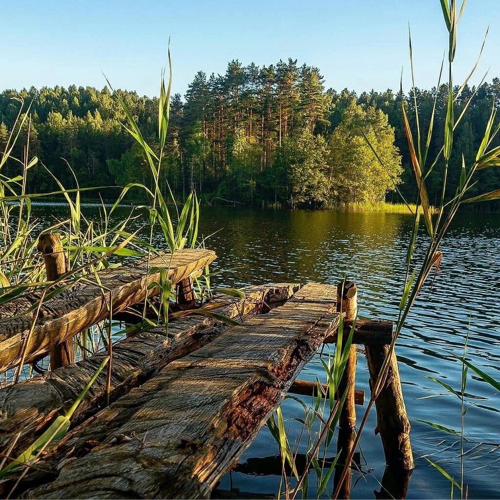 Old wooden pier with reeds on a calm forest lake