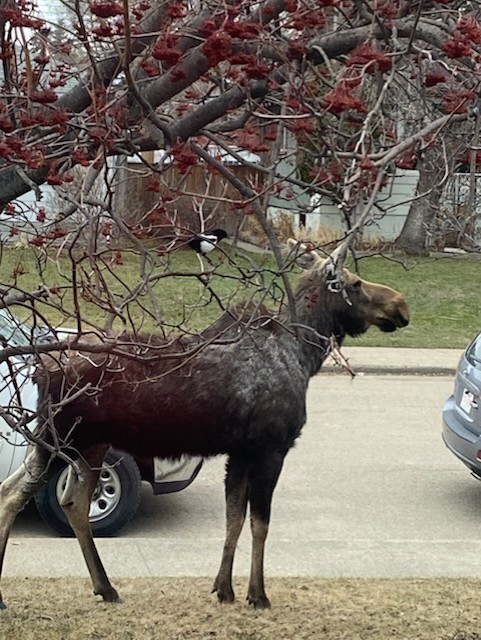A moose standing under a bare red-berry tree in a suburban neighborhood with parked cars in the background.