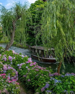 Wooden boat on a canal lined with colorful hydrangeas and weping wilow trees in Japan