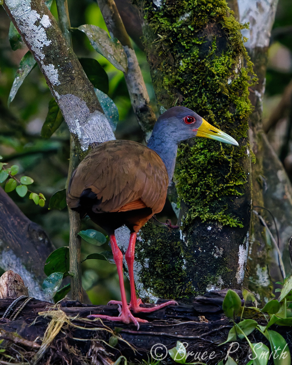 Gray-necked Wood Rail