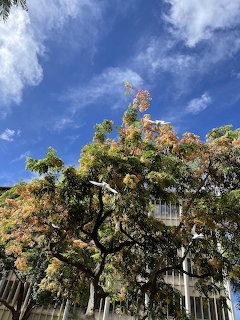 Three white terns flying around a flowering tree against a blue sky
