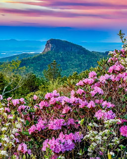 Pink wildflowers in foreground with forested mountain peak and colorful sky at sunset