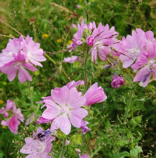 Malva Alcea Flowers