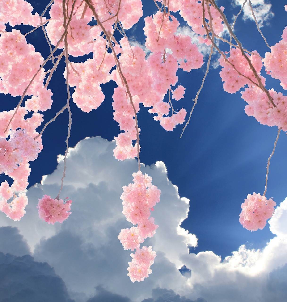 Pink cherry blossoms hanging against a blue sky with white clouds