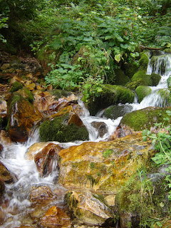 Cascading stream flowing over moss-covered rocks in a lush green forest in Asturias