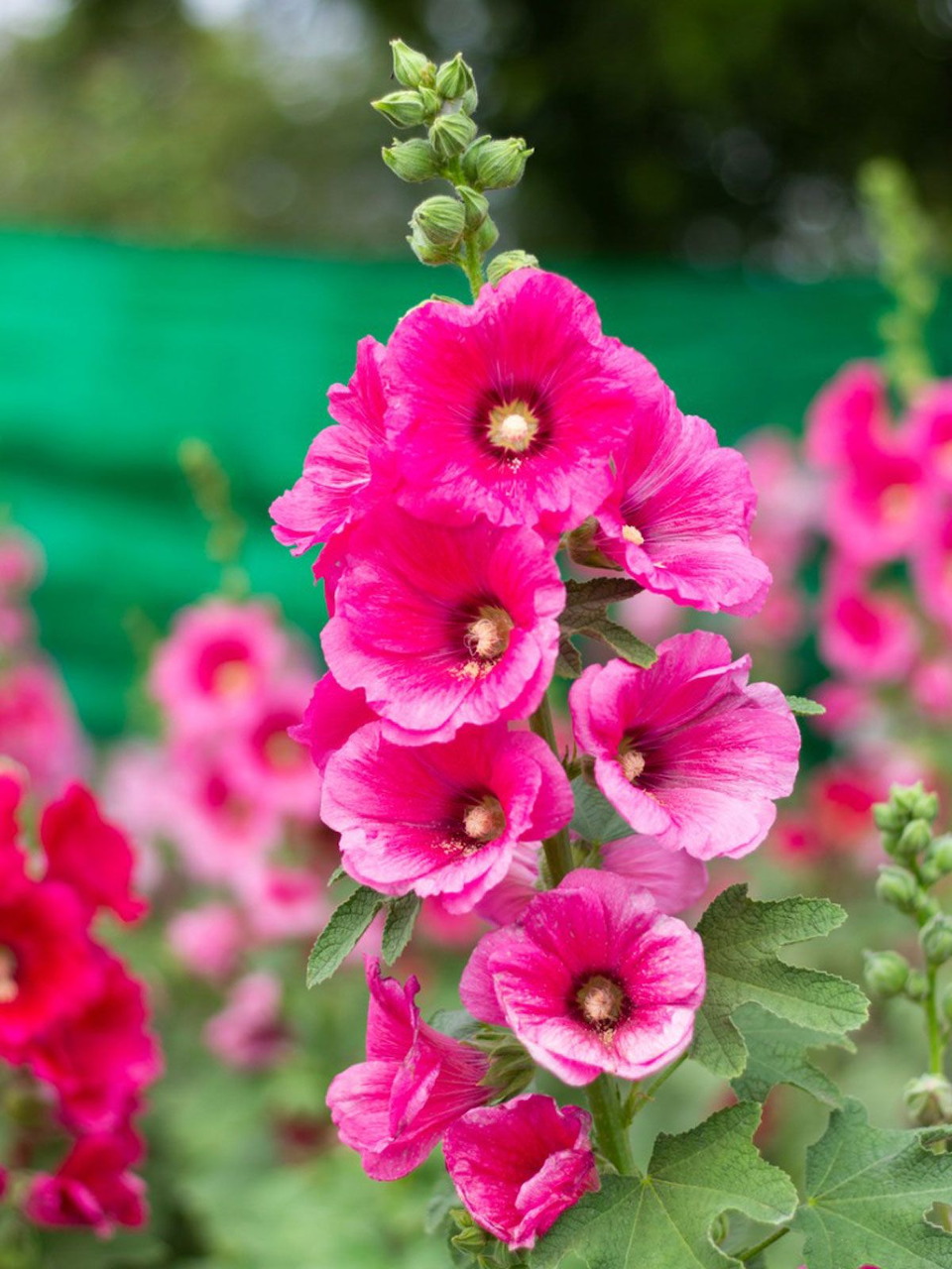 Tall stalk of bright pink hollyhock flowers with white centers and ruffled petals in a garden setting