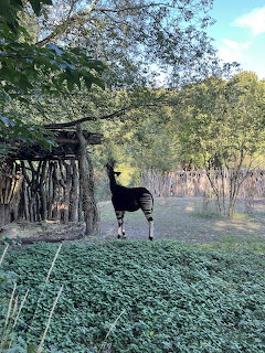 Okapi standing in outdoor zoo enclosure with trees and wooden shelter