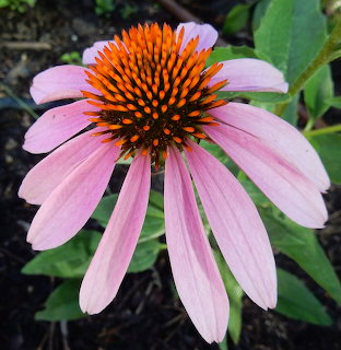 Close-up of a pink coneflower with an orange-brown spiky center and green leaves