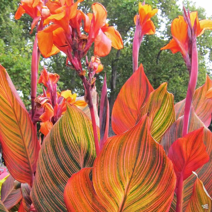 Canna Orange Stripe