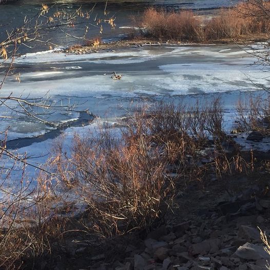 Partially frozen creek with blue ice, dry reeds, bare branches, and a rocky bank