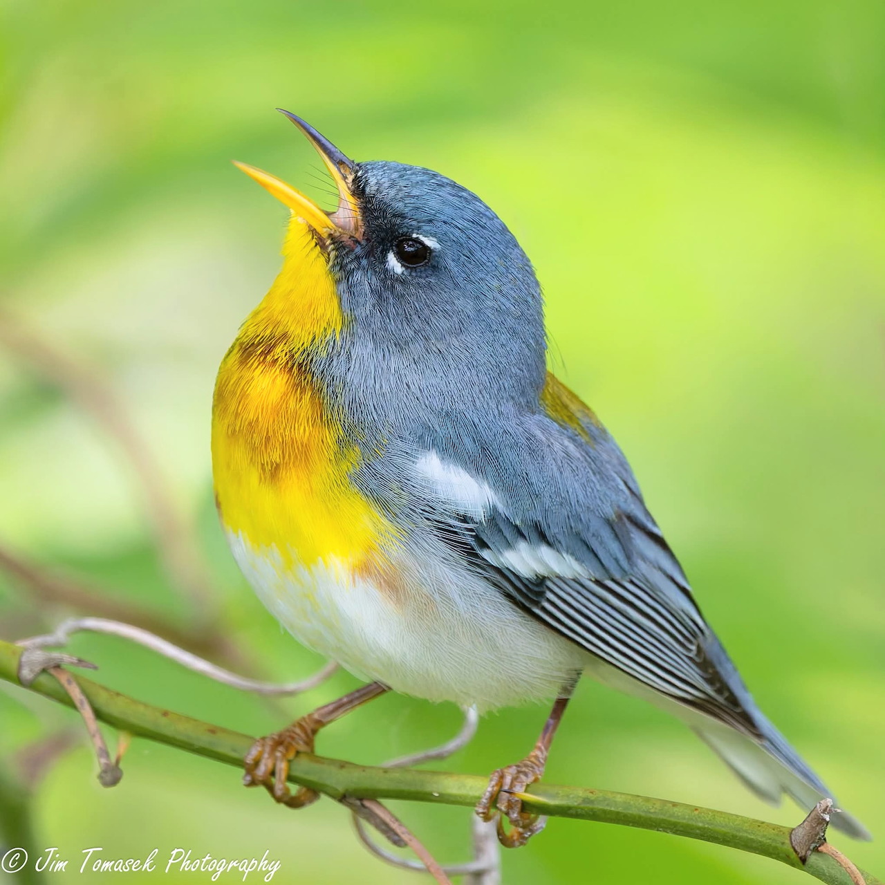 Northern Parula Bird