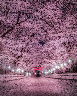Lantern-lit path and red torii gate under a tunnel of pink cherry blossoms at night