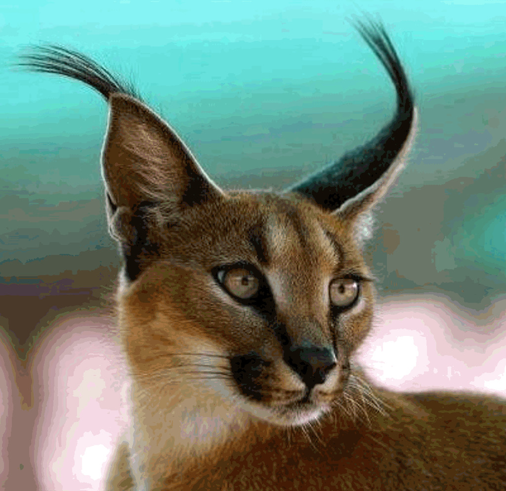 Portrait of a caracal with black-tufted ears and golden-brown fur looking at camera
