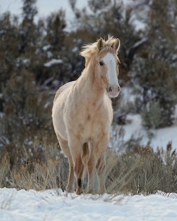 Palomino horse with flowing mane walking through snowy sagebrush terrain
