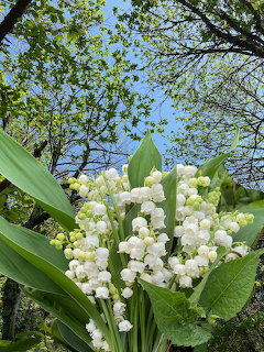 White lily of the valley flowers with green leaves against blue sky and trees
