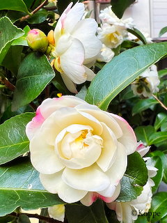 White Camellia Flowers