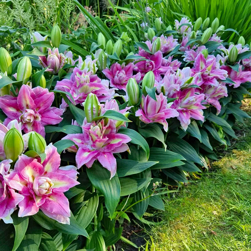 Pink and purple lilies blooming in garden border with green leaves