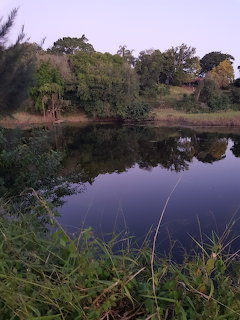 Still water at dusk with grasses in the foreground and trees reflected along the bank