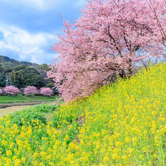 Pink Kawazu cherry blossoms over a slope of yellow flowers beneath a blue sky in Japan