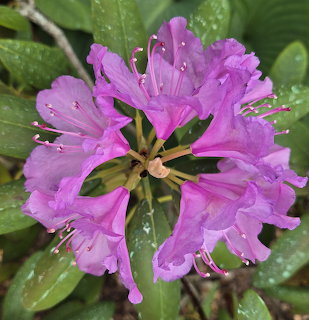 Pink flowers