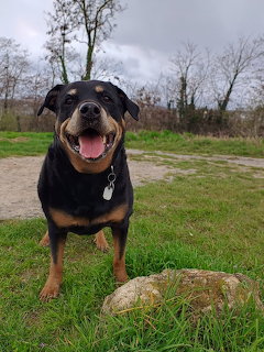 Rottweiler standing on grass in a field under a cloudy sky