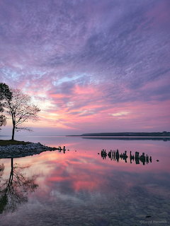 Pink and purple sunset sky reflected in a still lake with silhouetted tree and wooden posts