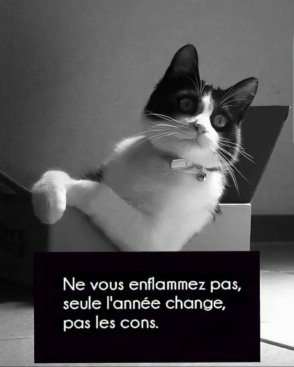 Black and white tuxedo cat sitting in a box with a funny French text caption below