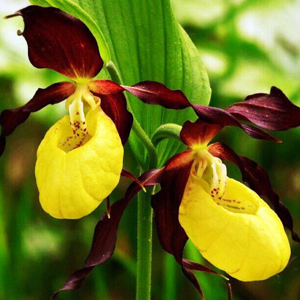 Two yellow lady's slipper orchids with dark maroon petals among green leaves