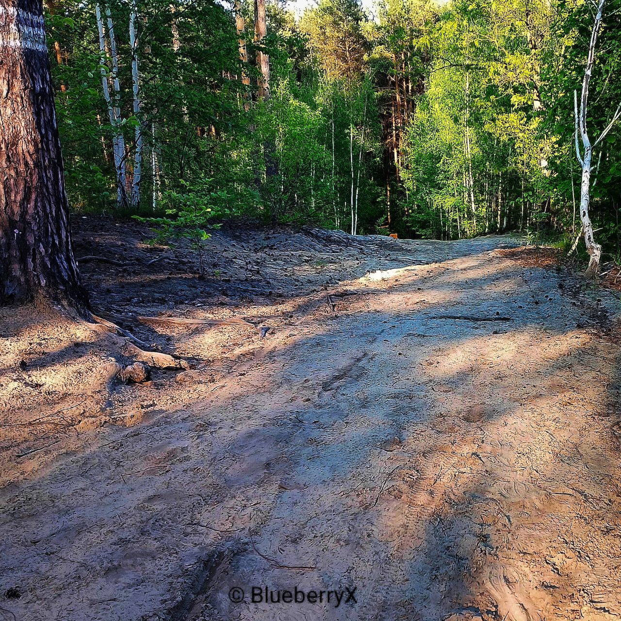 Sunlit sandy path through a green forest with birch and pine trees