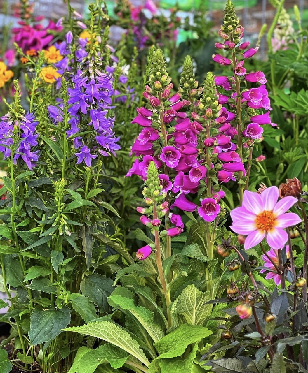 Summer Flower Garden