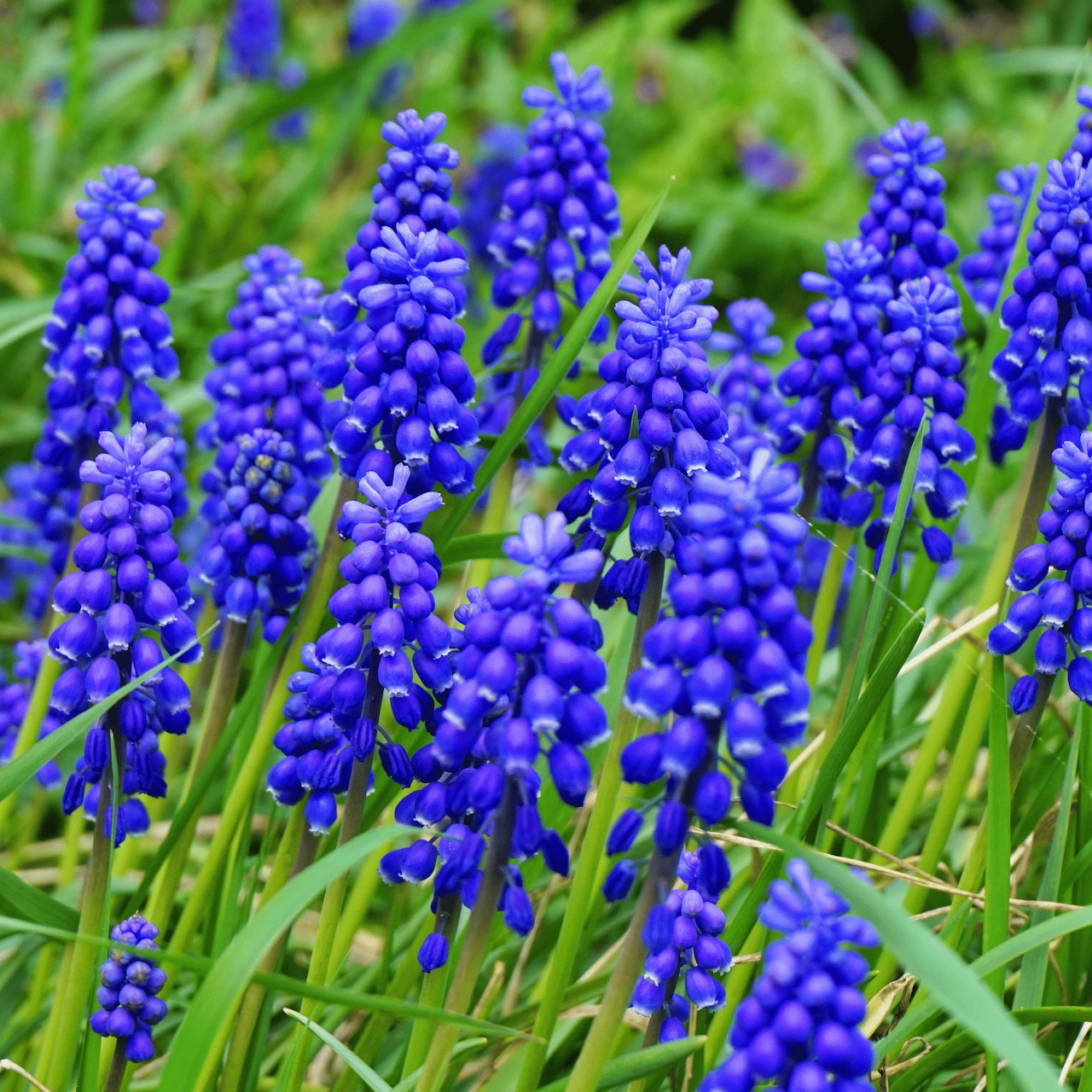 Dense cluster of blue-purple grape hyacinth flowers with green leaves
